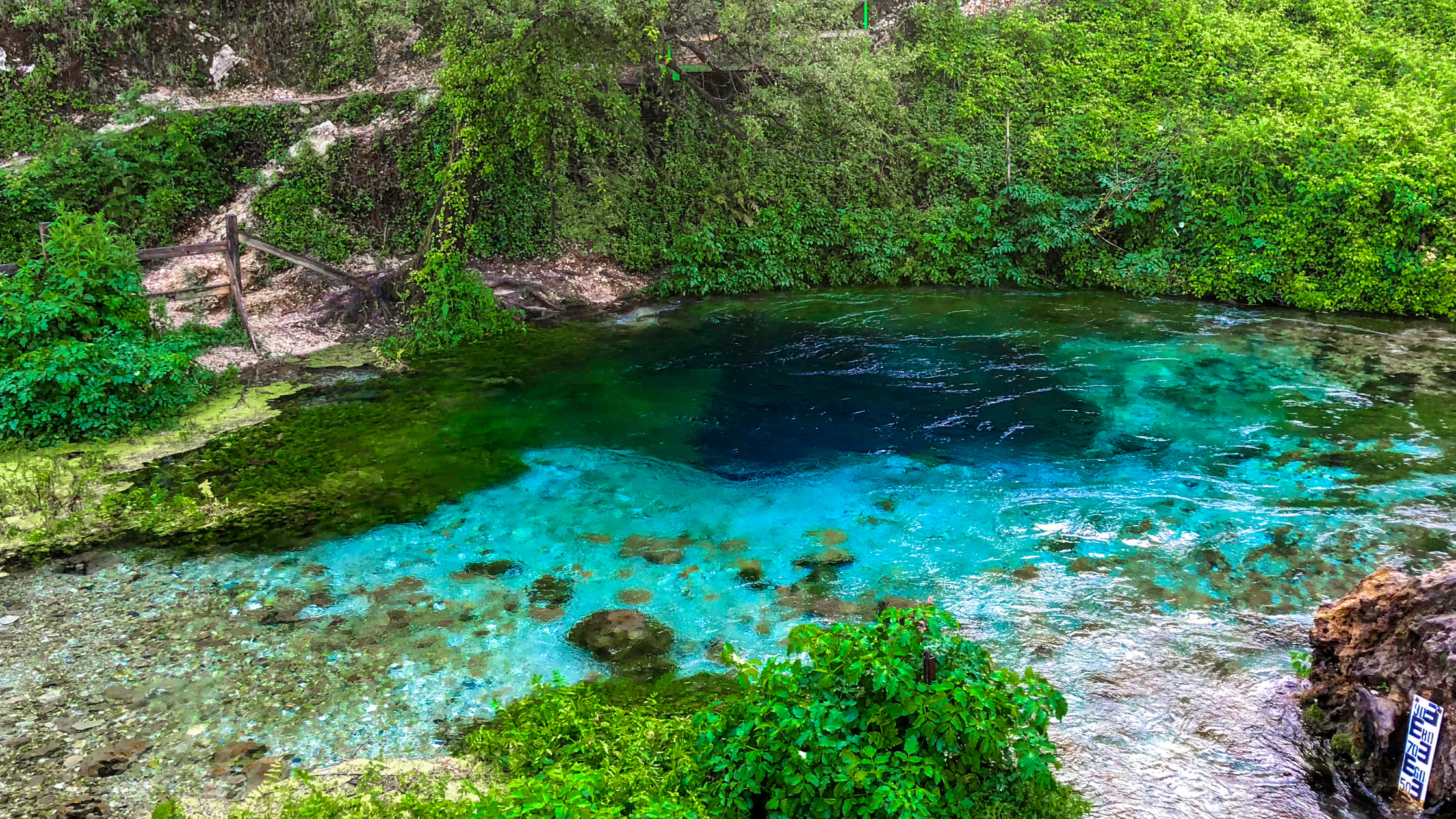 vibrant blue eye spring in lush green forest